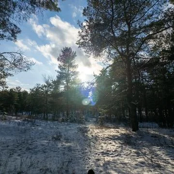 Sunlit winter pine forest with snow-covered ground and trees under a bright.. Stock Photos