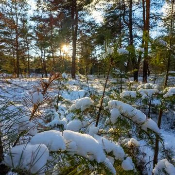 Sunlit winter pine forest with snow-covered ground and trees under a bright.. Stock Photos