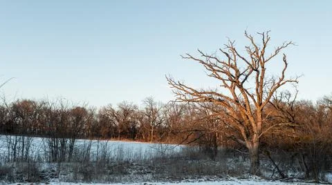 Sunlit Winter Tree Above Snow-Covered Landscape in McKinney Texas Stock Photos