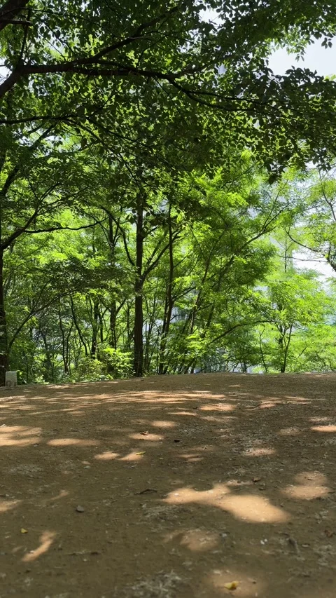 Sunlit Woodland Clearing Under Dense Green Summer Canopy Stock Footage 339908272