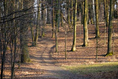 Sunlit woodland path through leaf-covered forest Stock Photos