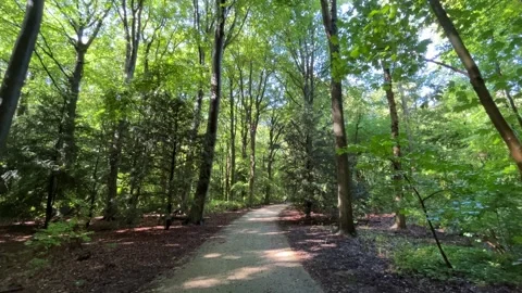 Sunlit woodland trail with distant walker beneath tall deciduous trees and 動画素材 345680655