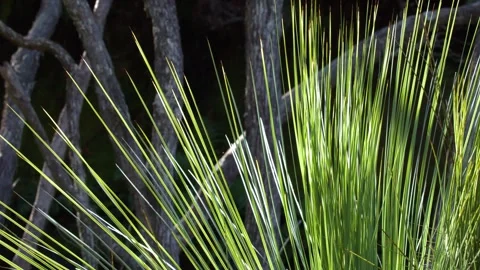 Sunlit Xanthorrhoea Grass Tree Leaves in Australian Bushland Stock Footage 342720523