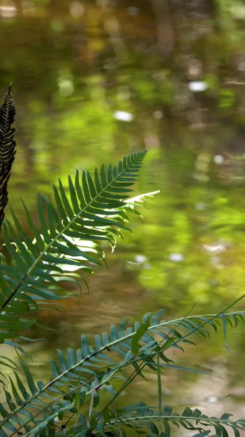 Sunlit Xanthorrhoea Grass Tree Leaves in Australian Bushland Stock Footage 343842122