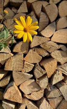 Sunlit Yellow Flower on Rustic Timber Woodpile Background Stock Photos