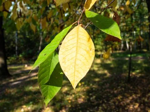 Sunlit yellow leaf of ash tree on green twig Stock Photos
