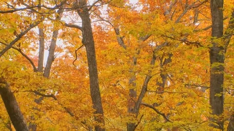 Sunlit Yellow Leaves Swaying in Wind Stock Footage 346197004