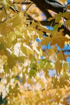 Sunlit Yellow Maple Leaves on Tree Branches Stock Photos