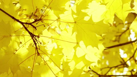Sunlit yellow maple leaves on white sky background. 스톡 동영상 217376013