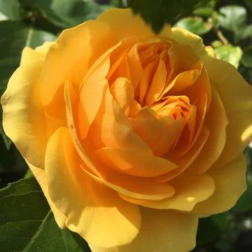 SUNLIT YELLOW ROSE Stock Photos
