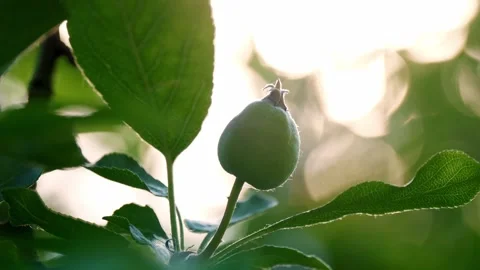 Sunlit Young Apple Growing on a Tree, Symbolizing New Beginnings and Growth Video stock 287377770