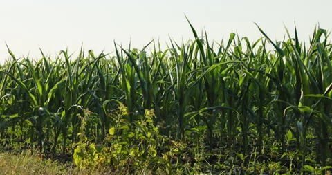 Sunlit young corn crop with broad leaves rising from a field row, 8K Stock Footage 339242542