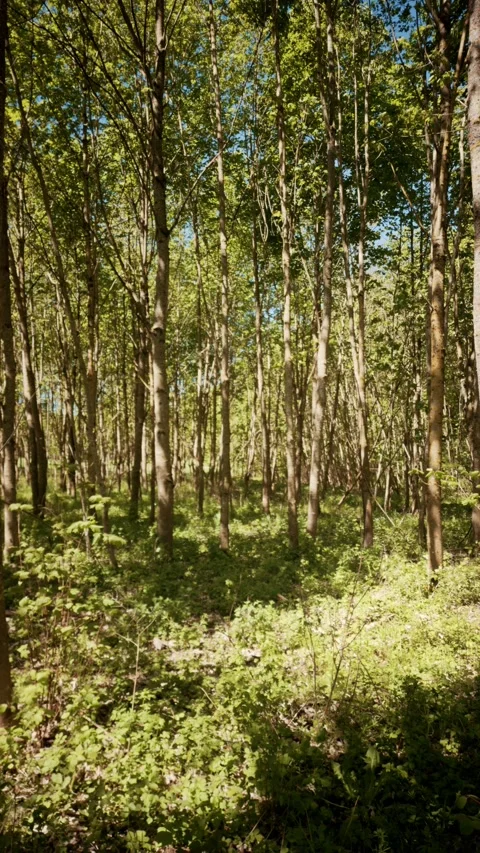 Sunlit Young Forest Interior with Parallel Trunks and Green Spring Undergrowth Stock Footage 334134663