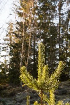 Sunlit young pine tree top Stock Photos