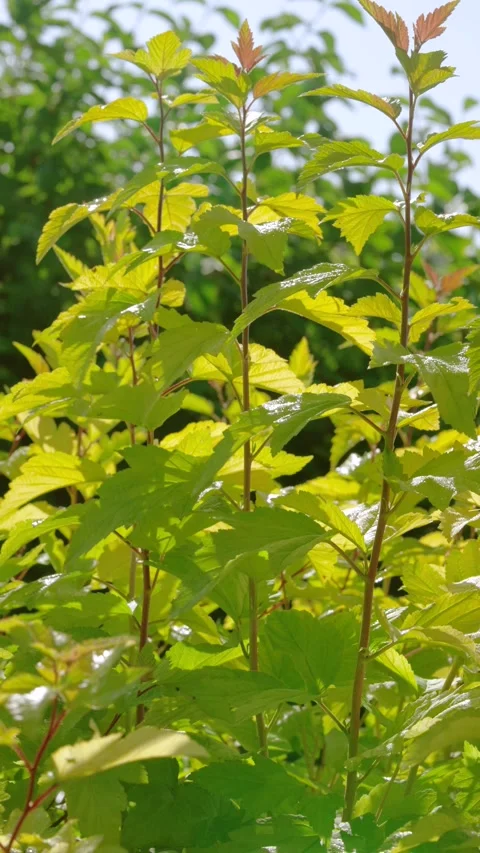 Sunlit young shrub stems with glossy yellow green leaves and vertical compositio Stock Footage 345420096
