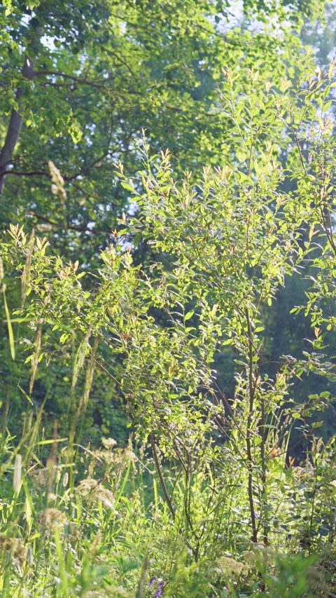 Sunlit young shrubs and meadow grasses swaying in gentle woodland breeze with wa Stock Footage 342052788