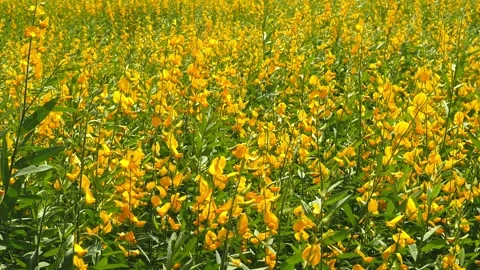 Sunn hemp field (crotalaria juncea or Indian hemp) blowing in the wind. 動画素材 223313149