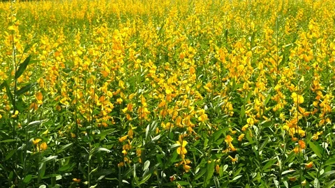 Sunn hemp field (crotalaria juncea or Indian hemp) blowing in the wind. 動画素材 223313358