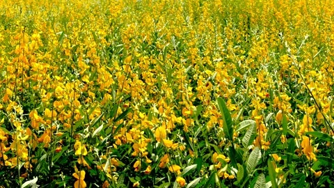 Sunn hemp field (crotalaria juncea or Indian hemp) blowing in the wind. Video stock 223313367