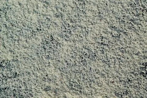 Sunned rice texture Stock Photos