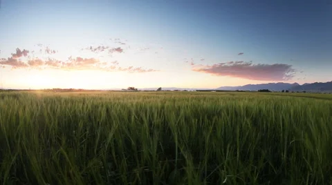 Sunnet over wheat field. Stock Footage 60793628
