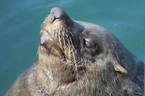 Sunning seal Stock Photos