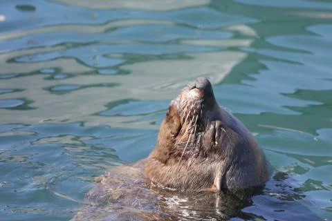 Sunning seal Фото
