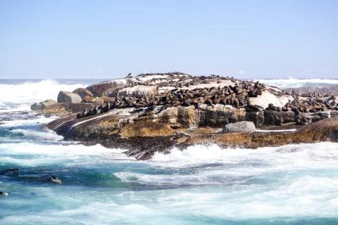 Sunning seals Stock Photos