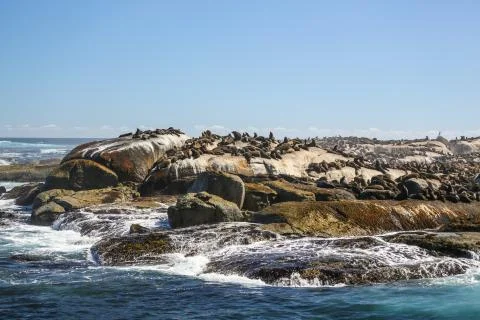 Sunning seals Stock Photos