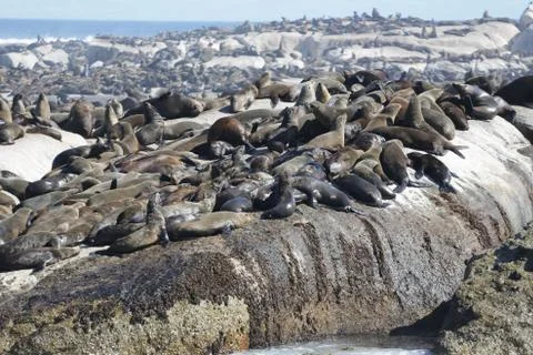 Sunning seals Stock Photos