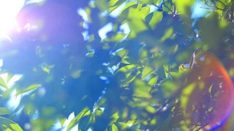 Sunny abstract green nature background Stock Footage 119296997