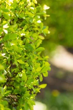 Sunny abstract green nature background, selective focus Stock Photos