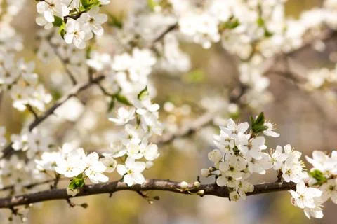 Sunny abstract green nature background, selective focus Stock Photos