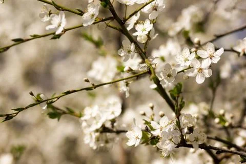 Sunny abstract green nature background, selective focus Stock Photos