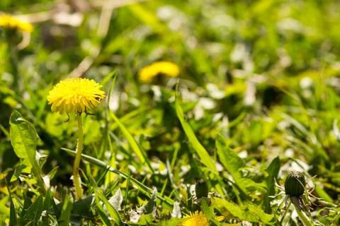 Sunny abstract green nature background, selective focus Stock Photos