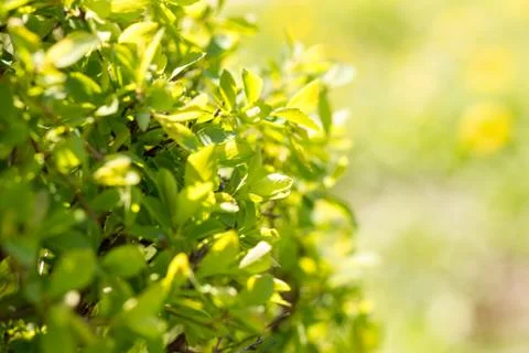 Sunny abstract green nature background, selective focus Stock Photos