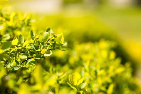 Sunny abstract green nature background, selective focus Stock-Fotos