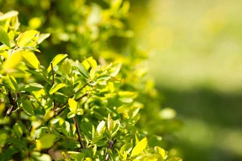 Sunny abstract green nature background, selective focus Stock-Fotos