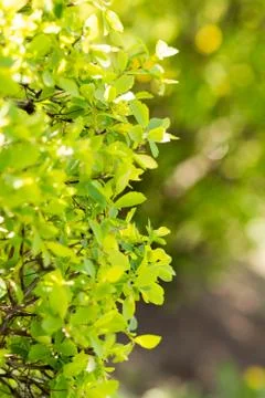 Sunny abstract green nature background, selective focus Stock Photos