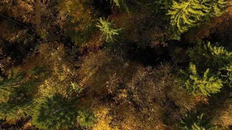 Sunny aerial view of fall forest trees Vídeo Stock 120096405