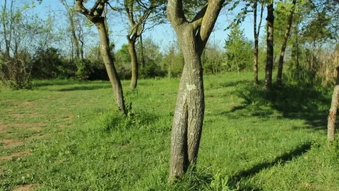 Sunny aesthetics tree in spring morining with singing birds Stock Footage 112051007