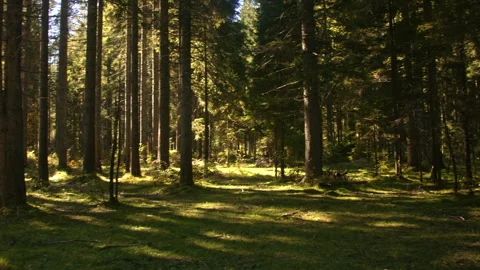 Sunny Alpine forest Stock Footage 258929472