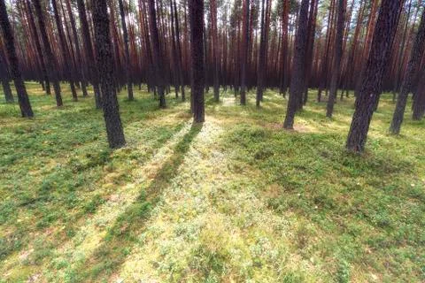 Sunny and deep pine forest Stock Photos
