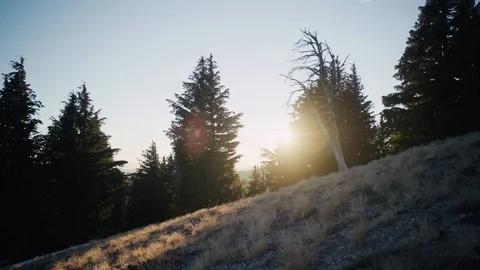 Sunny arid Meadow next to trees Stock Footage 99803442