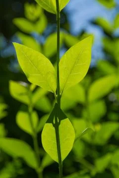 Sunny Ash Tree Sheet 스톡 사진