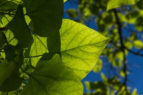 Sunny Ash Tree Sheet Foto stock