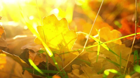 Sunny Autumn Background 動画素材 32164551