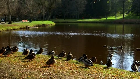 On a Sunny Autumn Day, Ducks Live by a Pond in a City Park Stock Footage 293746053