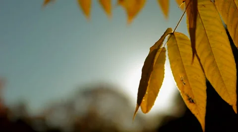 Sunny Autumn Stock Footage 41437456