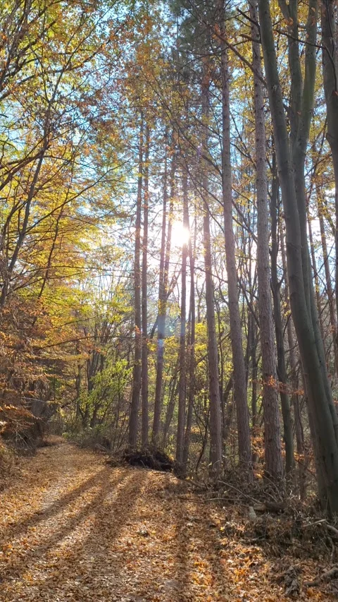 Sunny autumn forest background with falling leaves Stock Footage 293773796